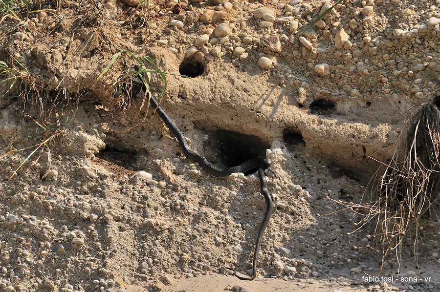 Il caparbio: predazione di biacco (foto-racconto)